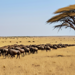 **A wide, panoramic shot of the Serengeti during the dry season (June-October). Golden grasses dominate the landscape, with a few acacia trees scattered around. In the distance, a herd of wildebeest can be seen grazing. The sky is a clear, bright blue.** (Keywords: Serengeti, dry season, wildebeest migration, golden savanna, Tanzania)